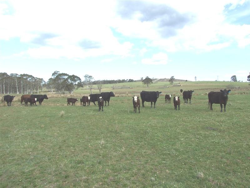 23 Sheepstation Forest Road, Gingkin NSW 2787