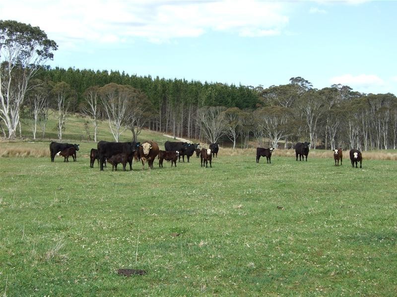 23 Sheepstation Forest Road, Gingkin NSW 2787