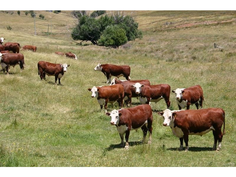 332 Duckmaloi Road, Oberon NSW 2787