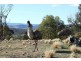 1534 Sewells Creek Road, O’connell NSW 2795