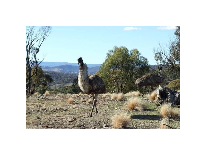 1534 Sewells Creek Road, O’connell NSW 2795