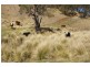 Oberon NSW 2787
