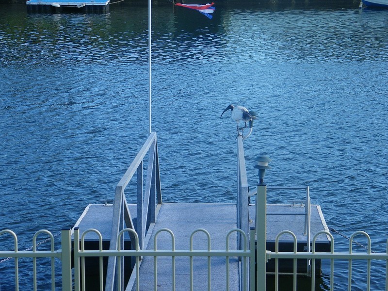 16 Hoya Crescent, Bribie Island QLD 4507