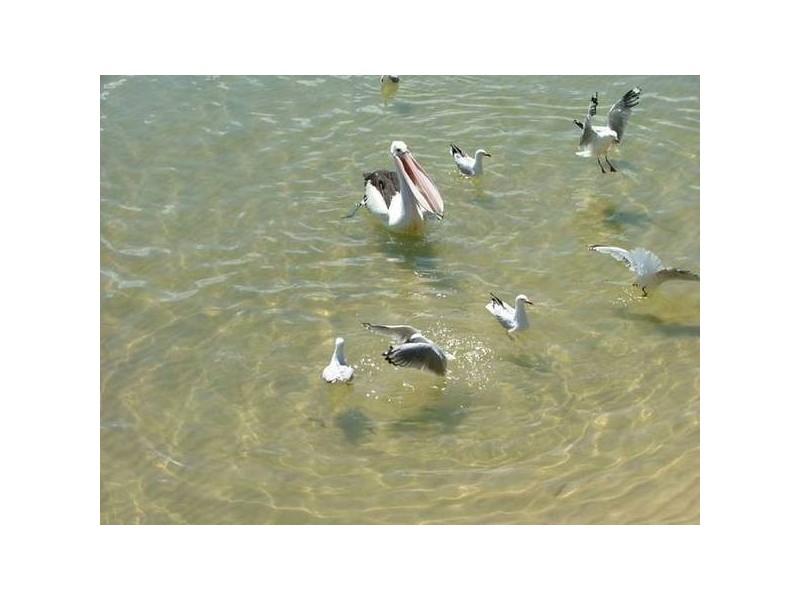 Bribie Island QLD 4507