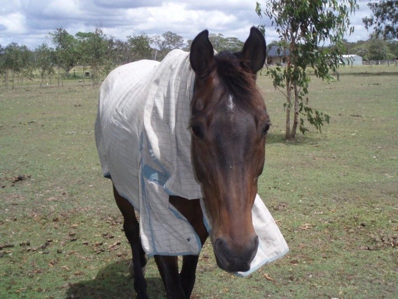 17 Ranch Park Dr, Pacific Haven QLD 4659