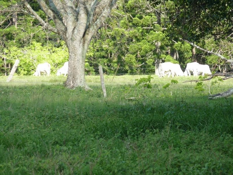 0 Bilsborough Rd, Howard QLD 4659