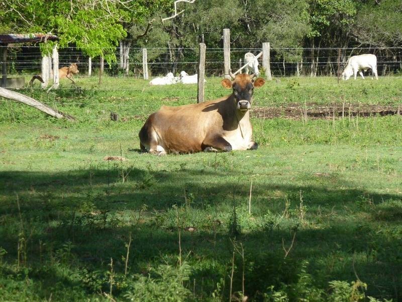 0 Bilsborough Rd., Howard QLD 4659