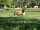 Lot Lot1,2,3,4, 0 Bilsborough Rd, Howard QLD 4659