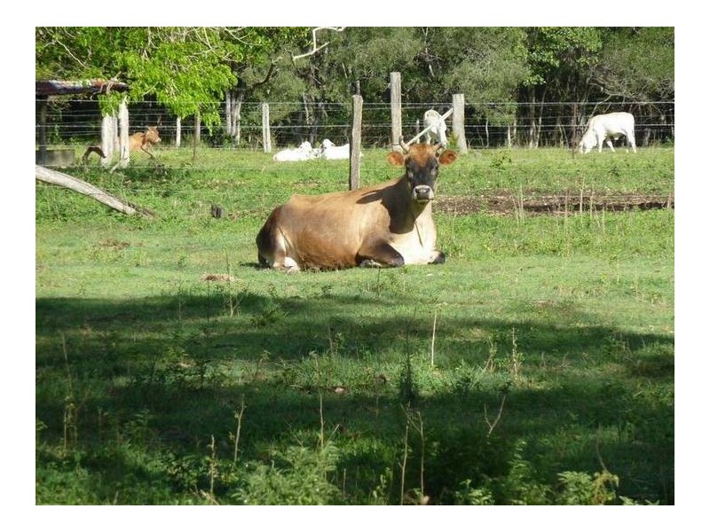 Lot Lot1,2,3,4, 0 Bilsborough Rd, Howard QLD 4659
