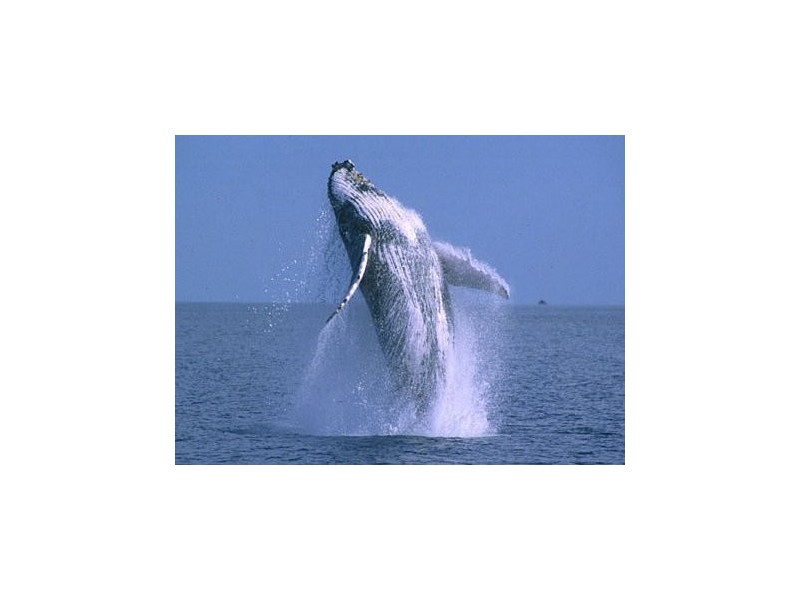 3 Jarrah Ct, Burrum Heads QLD 4659