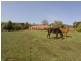 853 Logan Road, Evandale TAS 7212
