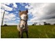 145 Black Hills Road, Whitemore TAS 7303