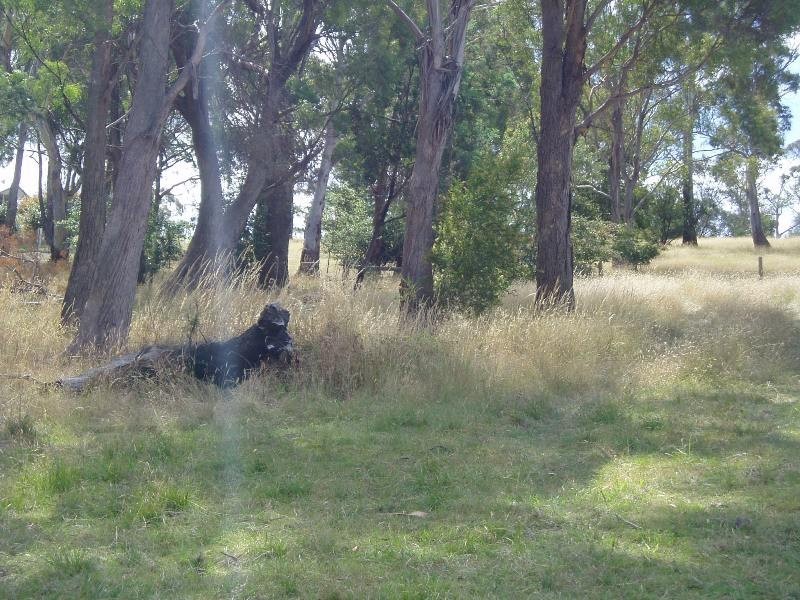 186 Outram Street, Summerhill TAS 7250