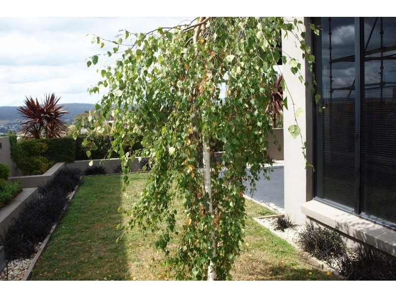 44 Ellison St, Newstead TAS 7250