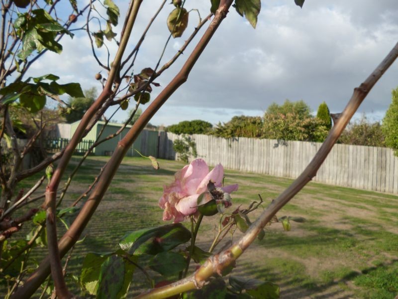 30 Sassafras Street, Perth TAS 7300