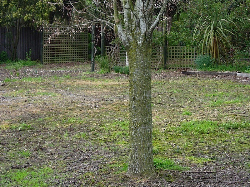 19a Howick Street, Longford TAS 7301