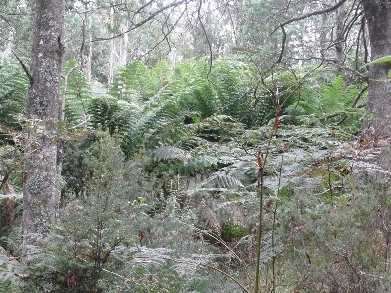 0 Bogan Road, Golden Valley TAS 7304