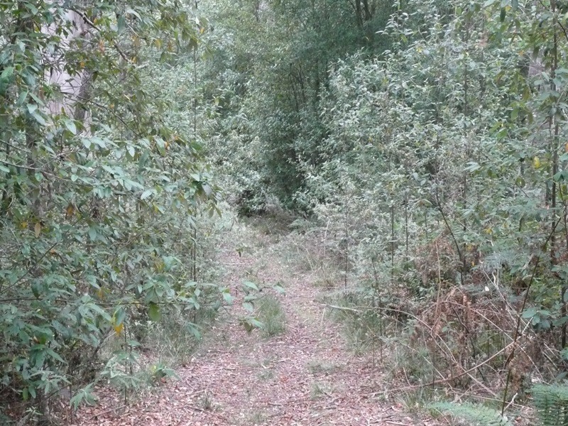 0 Bogan Road, Golden Valley TAS 7304