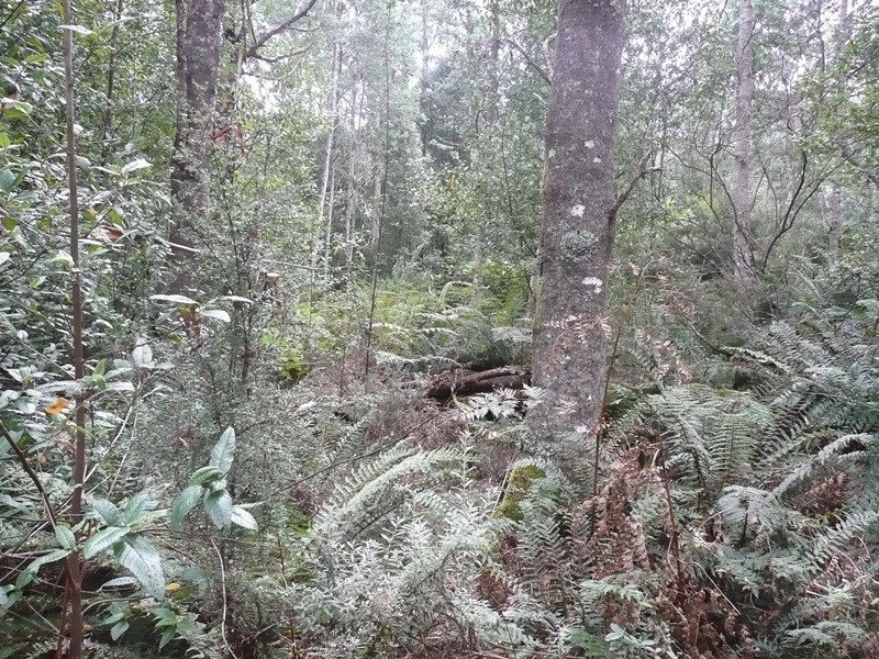 0 Bogan Road, Golden Valley TAS 7304