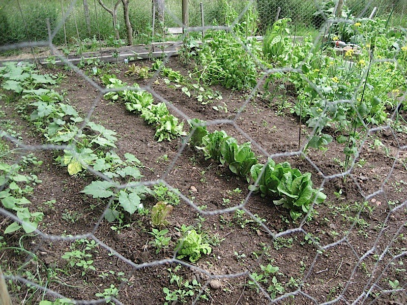 58 Gray Road, St Marys TAS 7215