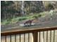 802 Sawpit Hill Road, Blessington TAS 7212