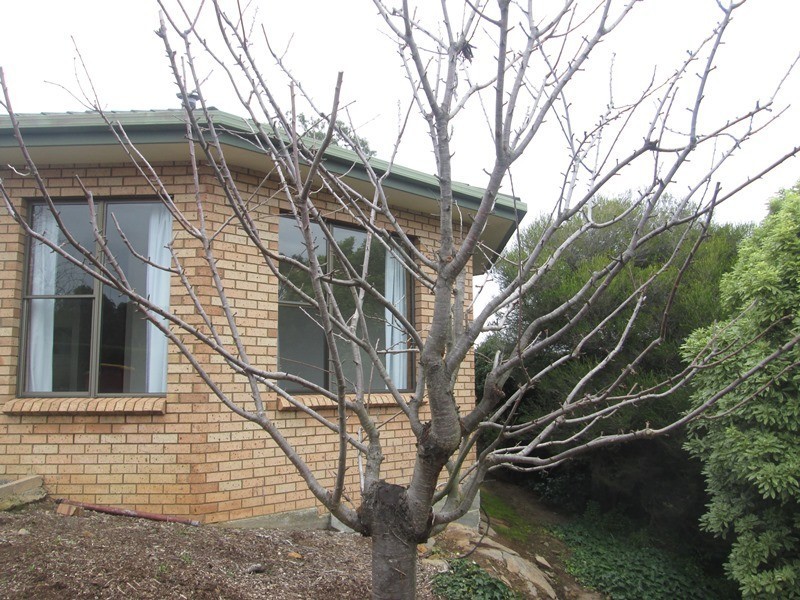 19 Outram Street, West Launceston TAS 7250