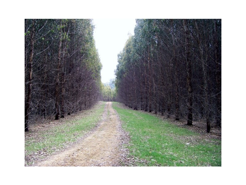 46 Chuggs Road, Forth TAS 7310