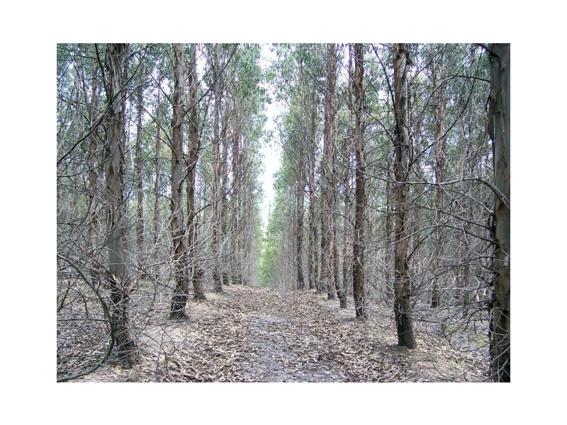 46 Chuggs Road, Forth TAS 7310