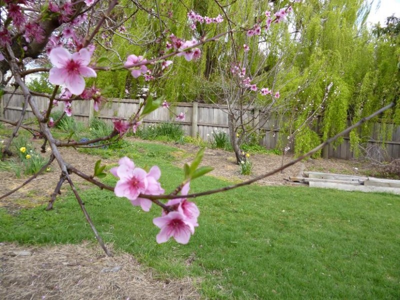 43 Galvin Street, South Launceston TAS 7249