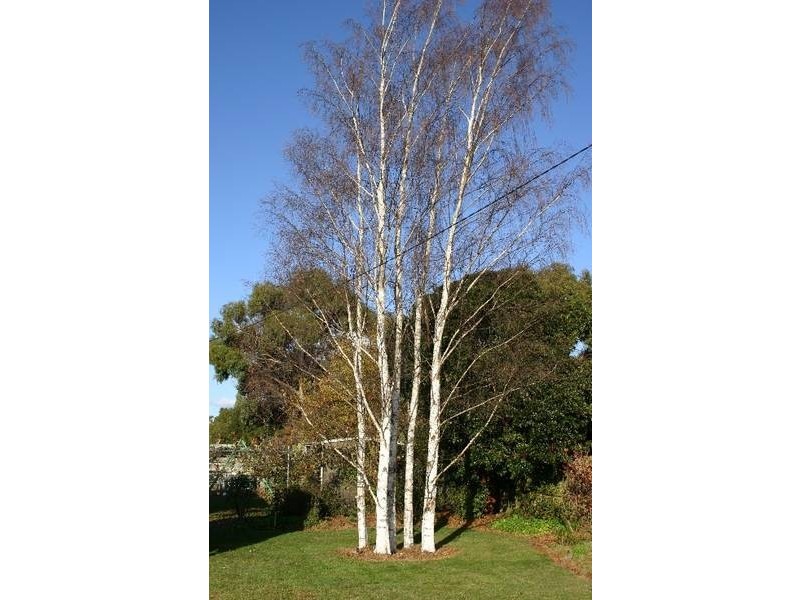 93 Catherine Street, Longford TAS 7301