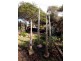 34 Fairthorne Road, Trevallyn TAS 7250