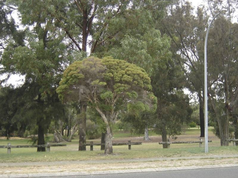 53 Greenpark Road, Alexander Heights WA 6064