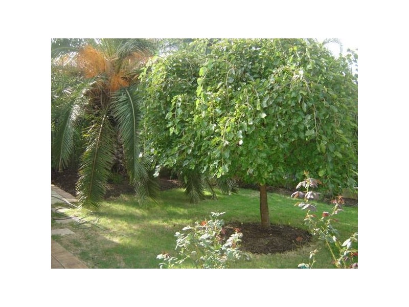 10 Liverpool Place, Alexander Heights WA 6064