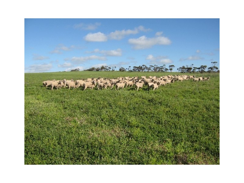 Sect. 141 Hundred Muloowurtie, Curramulka SA 5580