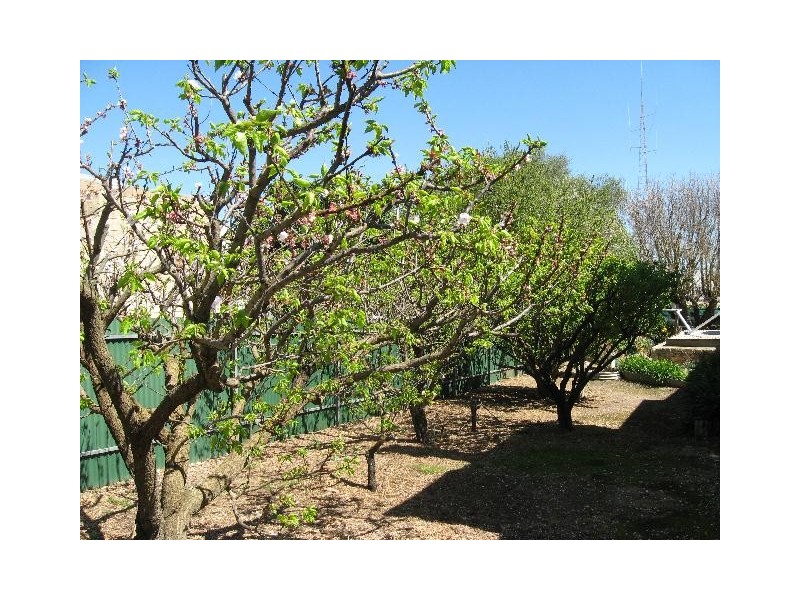 66 Robert Street, Maitland SA 5573