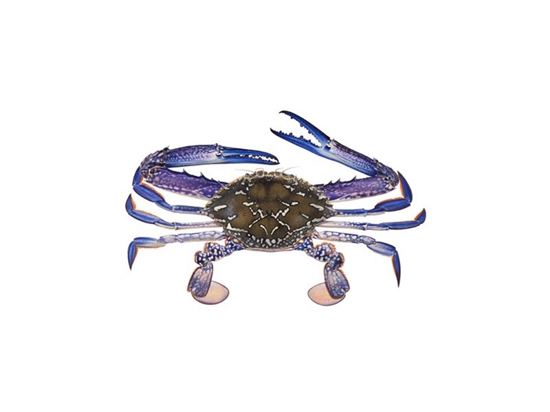 1 Malcolm Street, Tiddy Widdy Beach SA 5571