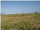 151 Sheaoak Flat Road, Curramulka SA 5580