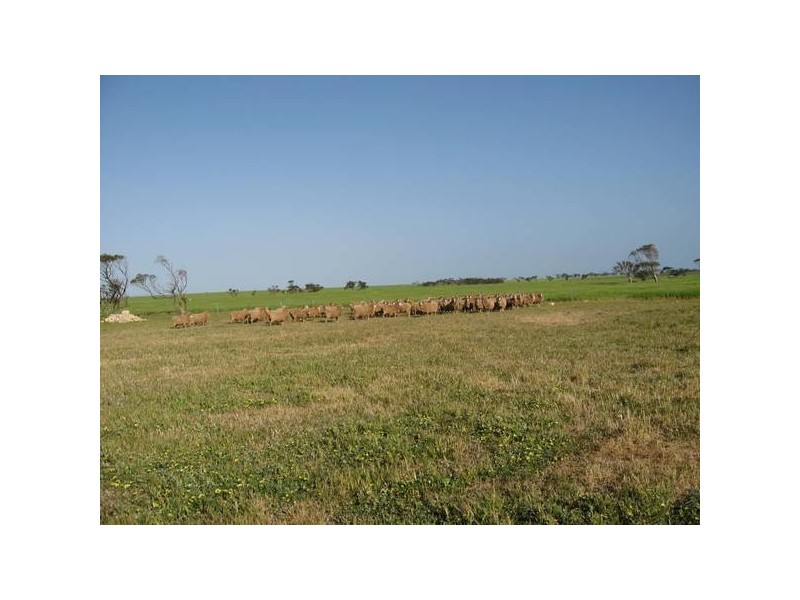 151 Sheaoak Flat Road, Curramulka SA 5580