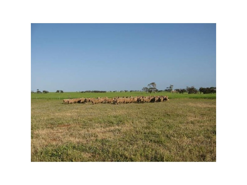 151 Sheaoak Flat Road, Curramulka SA 5580