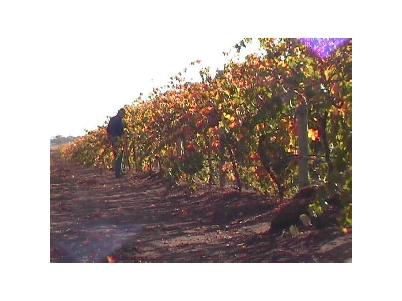 Lot 101 Hundred of Kilkerran, Maitland SA 5573