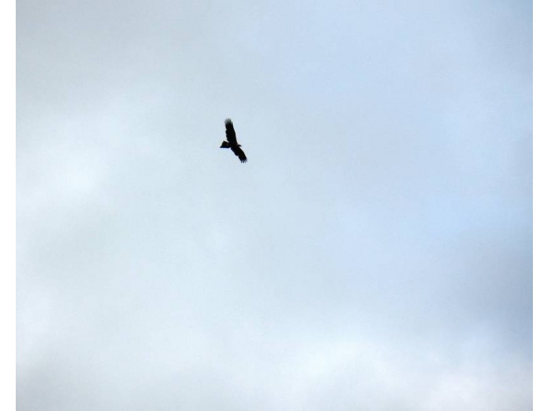 20 Staughton Vale Road, Anakie VIC 3221