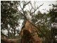 20 Mannagum Place, Anakie VIC 3221