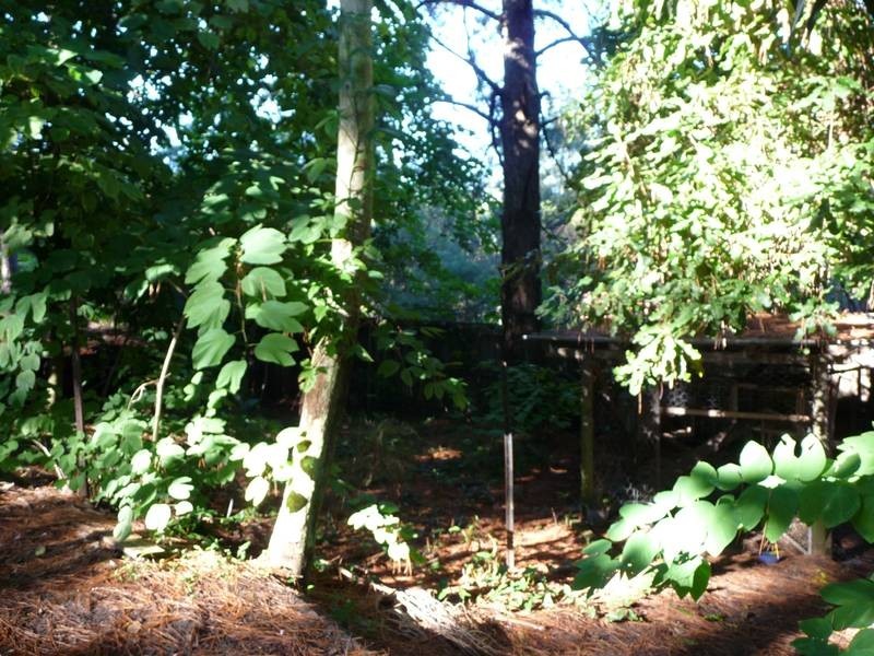 4 Girraween Dve, Nambour QLD 4560