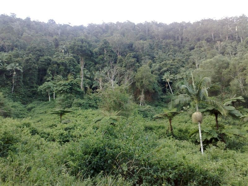 Lot 11, 533 Delicia Rd, Mapleton QLD 4560