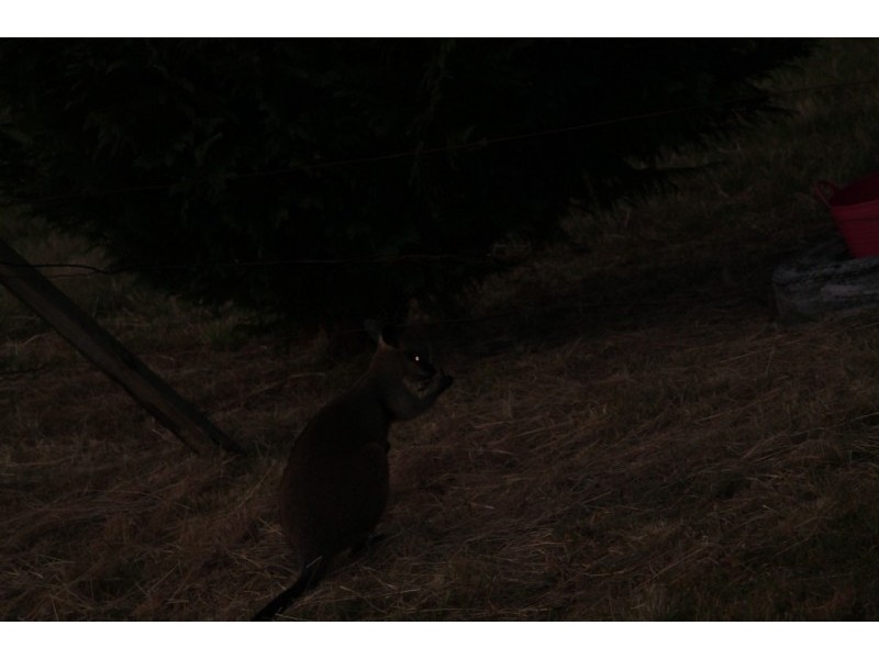 Dulong QLD 4560
