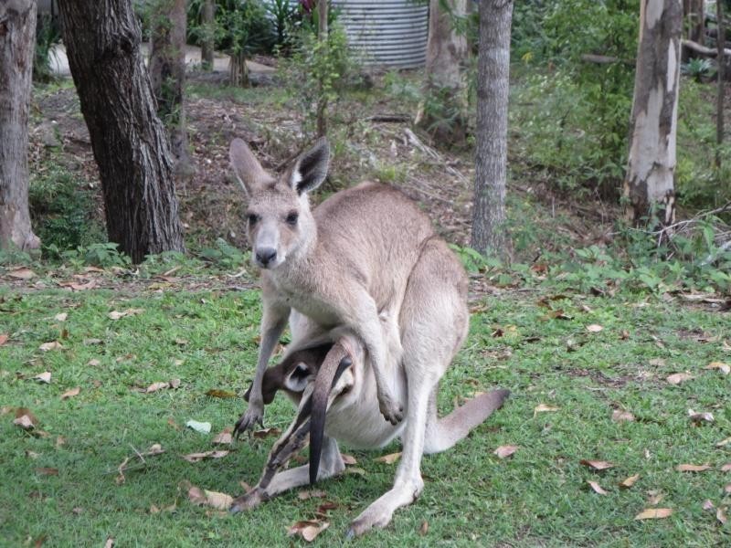 Lot 17, 38 Eucalyptus Cres, Ninderry QLD 4561