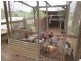 101 Kidaman Creek Rd, Kidaman Creek QLD 4574
