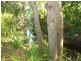 39 Hill Street, Woombye QLD 4559