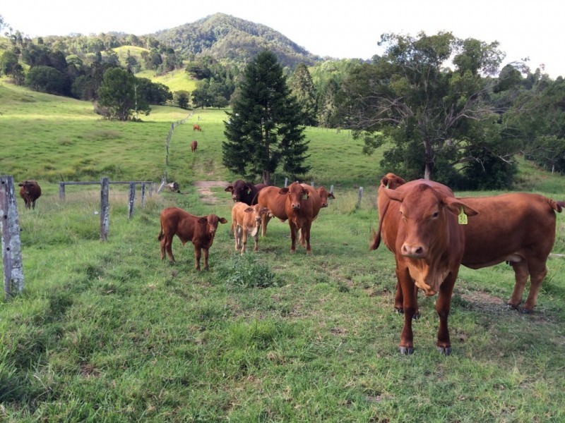 1065 Obi Obi Rd, Obi Obi QLD 4574