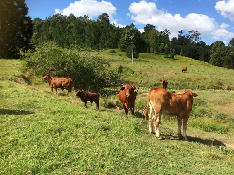 1065 Obi Obi Rd, Obi Obi QLD 4574